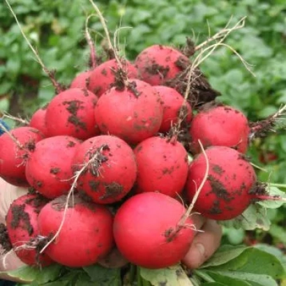 Свежие красные редиски с корнями на фоне зелени - Фараон