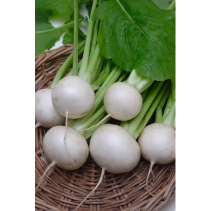 Свежий редис в плетёной корзине с зелёными листьями - Гейша