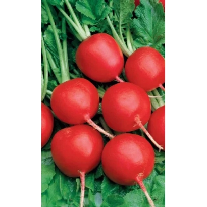 Свежие красные редиски с зелеными листьями - Генеральский