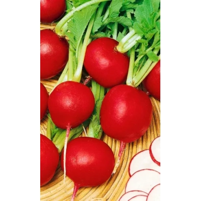 Fresh red radishes with green tops on a wooden surface - POMEGRANATE RADISH