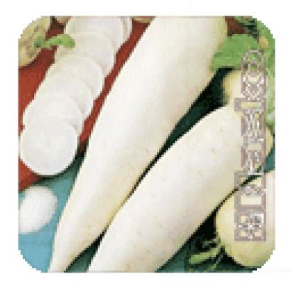 Свежий редис Гуливер на деревянной доске