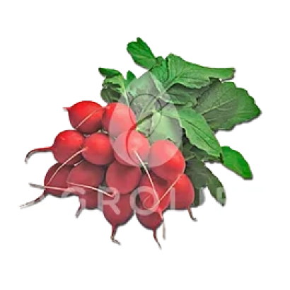 Свіжі червоні редиски з зеленими листям на білому фоні - Хельро