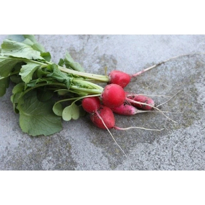 Свежие редисы с зелеными листьями на сером фоне - Информер