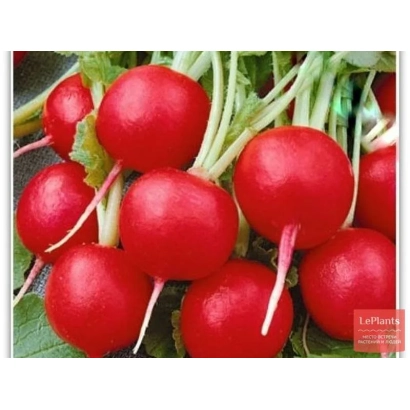 Fresh red radishes with green stems - IVEYA