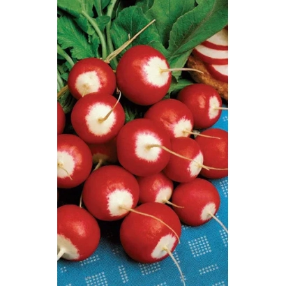 Fresh red radishes with green leaves on a blue background - ISABEL