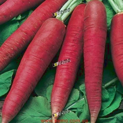 Красные редисы сорта Кармина на зелёных листьях