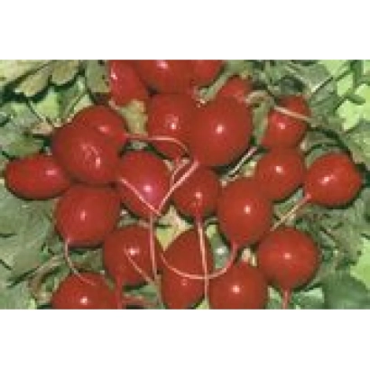 Свіжий редис Катруся на фоні зелені