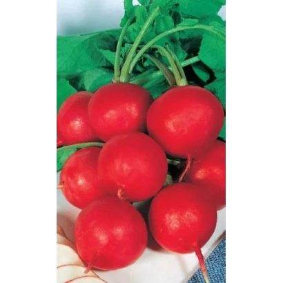 Свежие красные редисы на зелёных листьях - Клеопатра