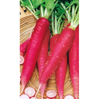 Red bulbous onion on woven stand - Red Giant