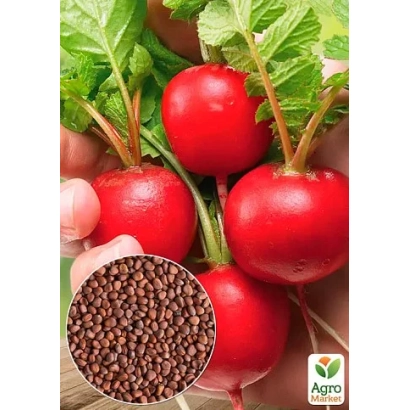 Красочка | Red Radish — fresh red radishes with green leaves and seeds in a hand