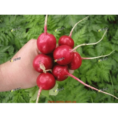 Рука держит свежий красный редис на фоне зелени - Квинта