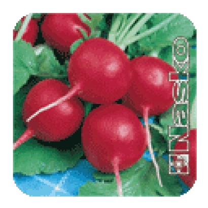 Семена редиса Линда на упаковке