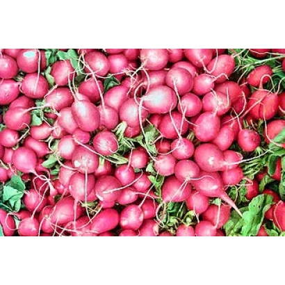 Свежая редис Майская | ТРАВНЕВА | MAYSKAYA