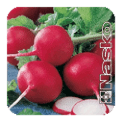 Красные редиски сорта Марта на деревянной подложке