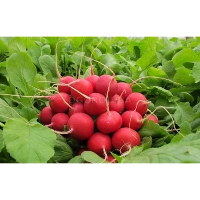Свежие красные редиски на зелёных листьях - Марушка