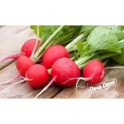 Свежие редиски на деревянной поверхности с логотипом Дача Олма - Матор
