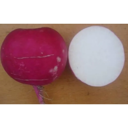 Красная редиска с разрезом, показывающая белую мякоть - Мисато Ред