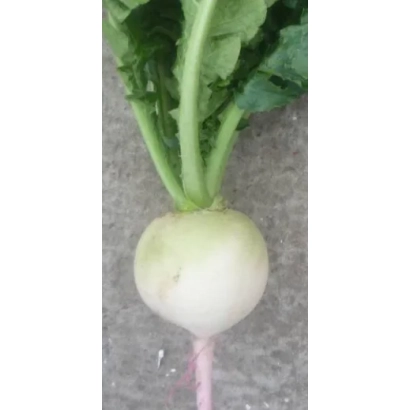 Свежий редис Мисато Роуз Флеш на сером фоне