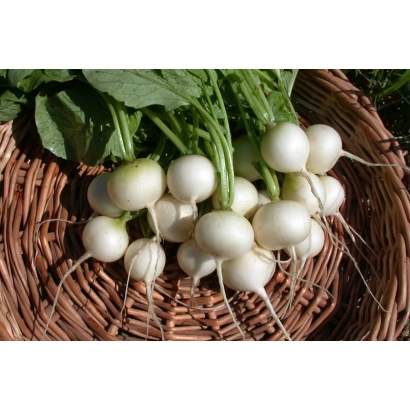 Свіжий редис у плетеному кошику - Моховський