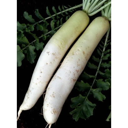 Две белые редиски с зелеными листьями на черном фоне - Московский Богатырь