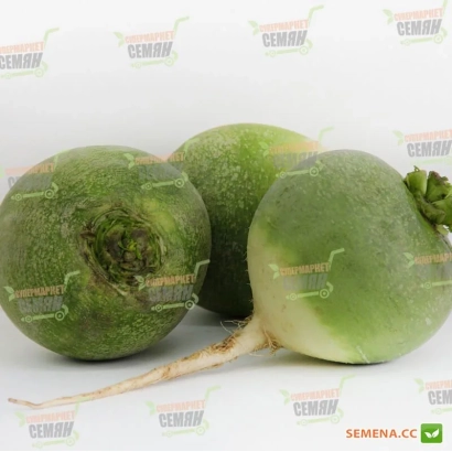 Три зеленых редиса на белом фоне - Ника