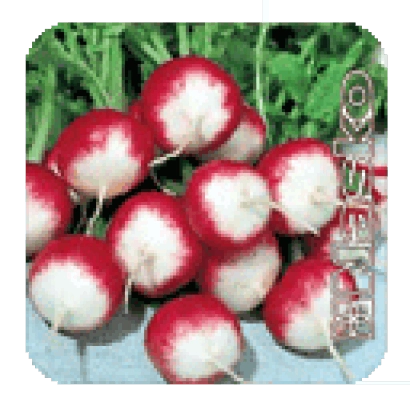 Свежий редис Опус на зеленой грядке