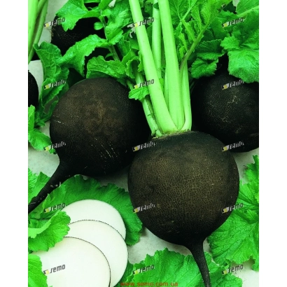 Свежий редис Пантер с зелеными листьями и нарезанными дольками