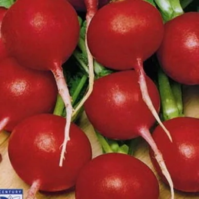 Свіжі червоні редиски з зеленими хвостиками - ПАШКА