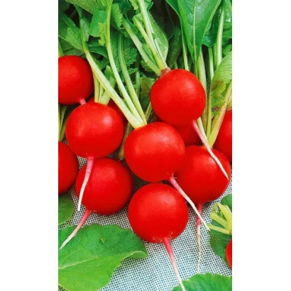 Свежие красные редиски с зелеными листьями - Престо