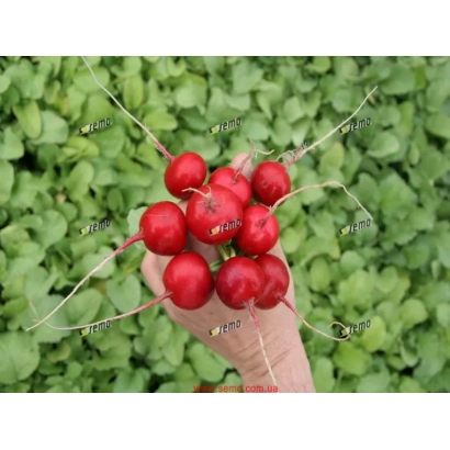 Рука держит свежие красные редисы на фоне зелёной листвы. - Прима