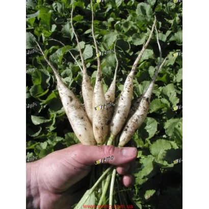 Fresh radish in hand against green foliage - RAMPOUCH