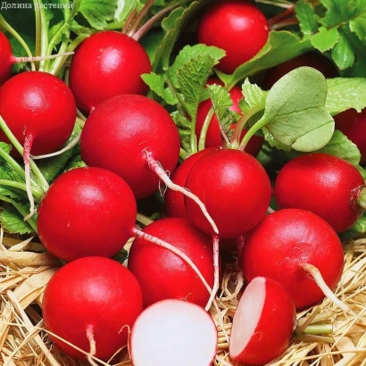 Fresh red radishes on straw - Early Red