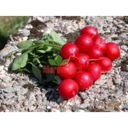 Свежие красные редиски сорта Фараон на камне