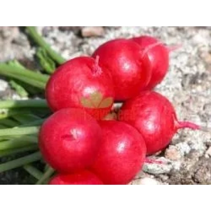 Fresh red radishes on soil - Lada