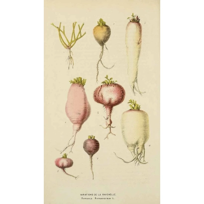 Ілюстрація сортів редису з назвами українською мовою - РИКА