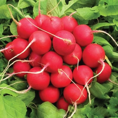 Свежие красные редисы с зелеными листьями - Рондар F1