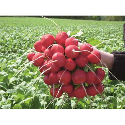 Свежий урожай редиса Розетта в руке на фоне грядки