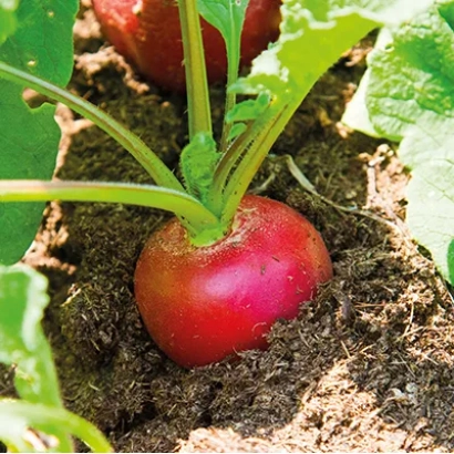 Красная редиска растёт в земле - Рубикон