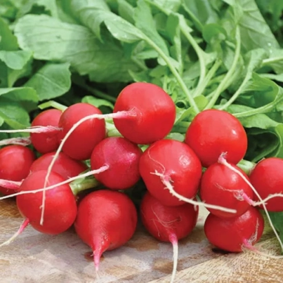 Fresh red radishes with green leaves - Shahri