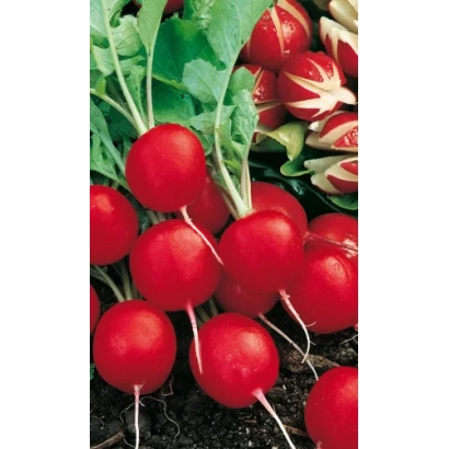 Свіжі червоні редиси на землі - САКСА РС