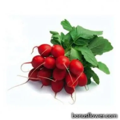 Свежие красные редисы с зелеными листьями на белом фоне - САТИС