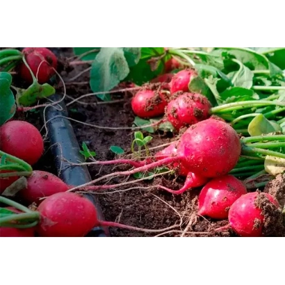 Свежая редис на грядке, красные корнеплоды с зелеными листьями - СЕРДЦЕ ПОДМОСКОВЬЯ