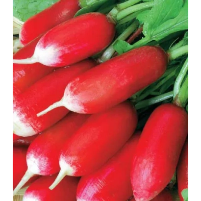 Свежие красные редиски с зелеными листьями - Силетина