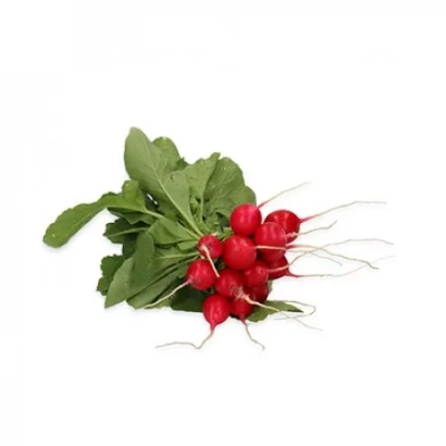 Свежий редис Сион на белом фоне