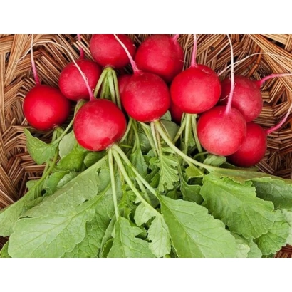 Свежие красные редиски с зелеными листьями в корзине - Сириус
