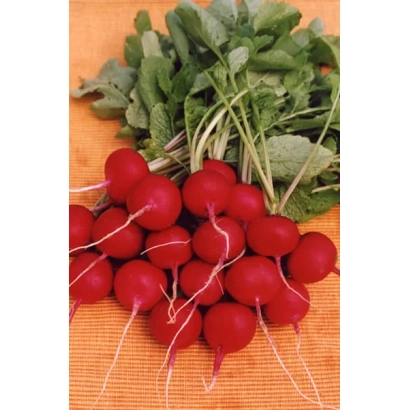 Свежая редиска на оранжевом фоне - Софит