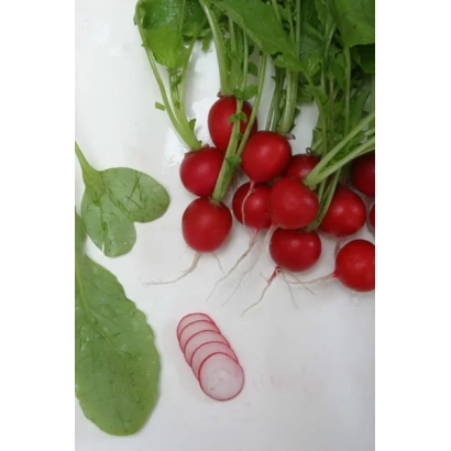 Свежая редис с зелеными листьями и нарезанными кольцами на белом фоне - Соната