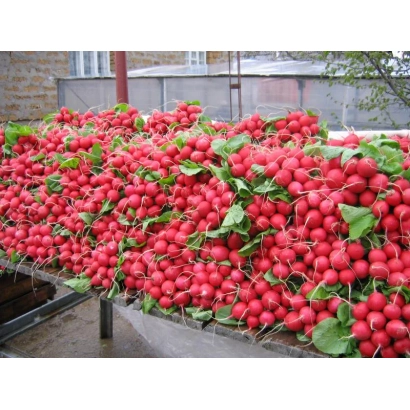 Свежий редис на деревянной решетке - Сора