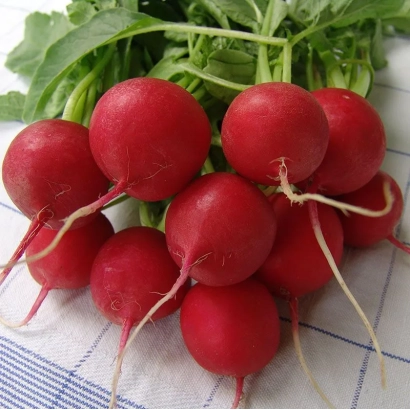 Свіжі червоні редиски з зеленими листям на білій тканині - Спарта