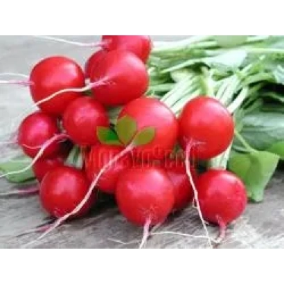 Fresh radishes on a wooden surface - Sparta